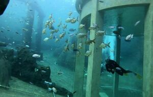 Sortie NEMO33/TODI